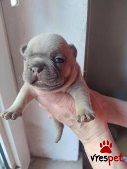 Ράτσα: Γαλλικό Μπουλντόγκ - Bulldog | Ηλικία: 2,5 μηνών | Φύλο: Αρσενικό | Αρ. Microchip: 2098751243 | Εκπαιδευμένο | Περιοχή: Αττική